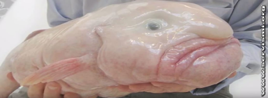 Blobfish nedir Dünyanın en çirkin hayvanı blobfish